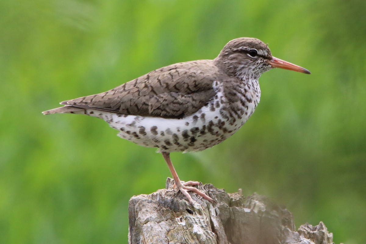 Spotted Sandpiper - ML618641501