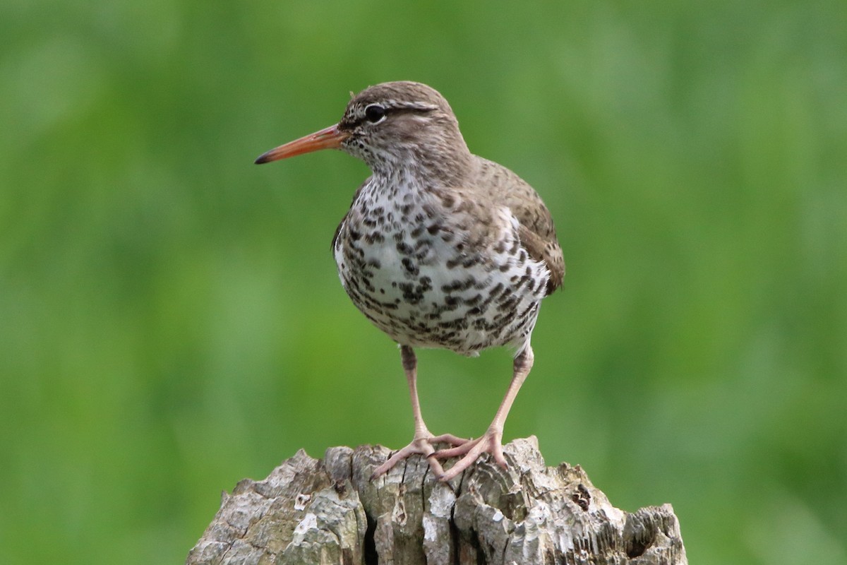 Spotted Sandpiper - ML618641502