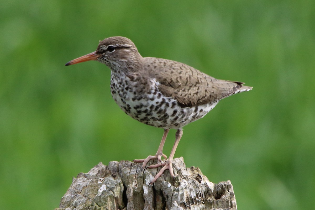 Spotted Sandpiper - ML618641503