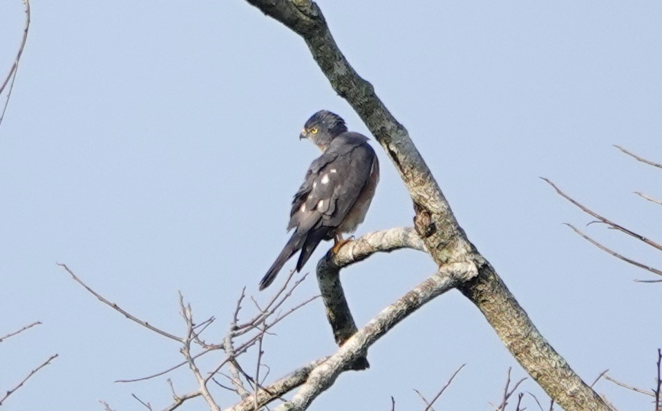 Chinese Sparrowhawk - ML618641516