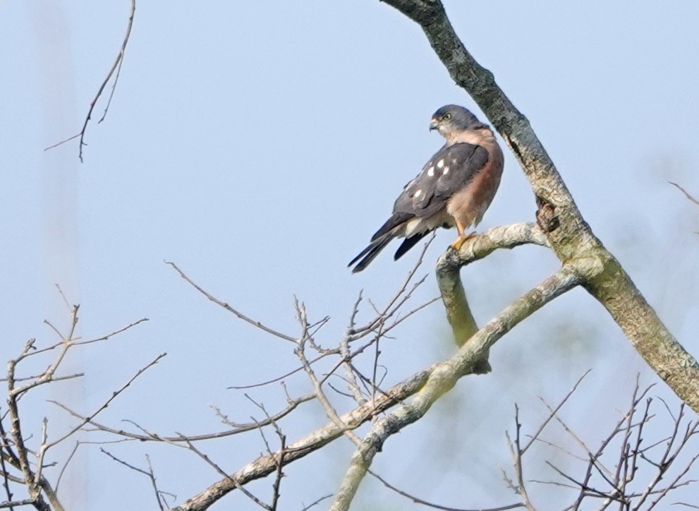 Chinese Sparrowhawk - ML618641517