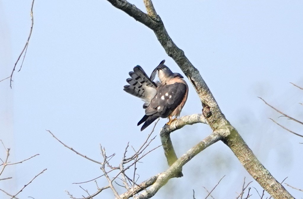 Chinese Sparrowhawk - ML618641518
