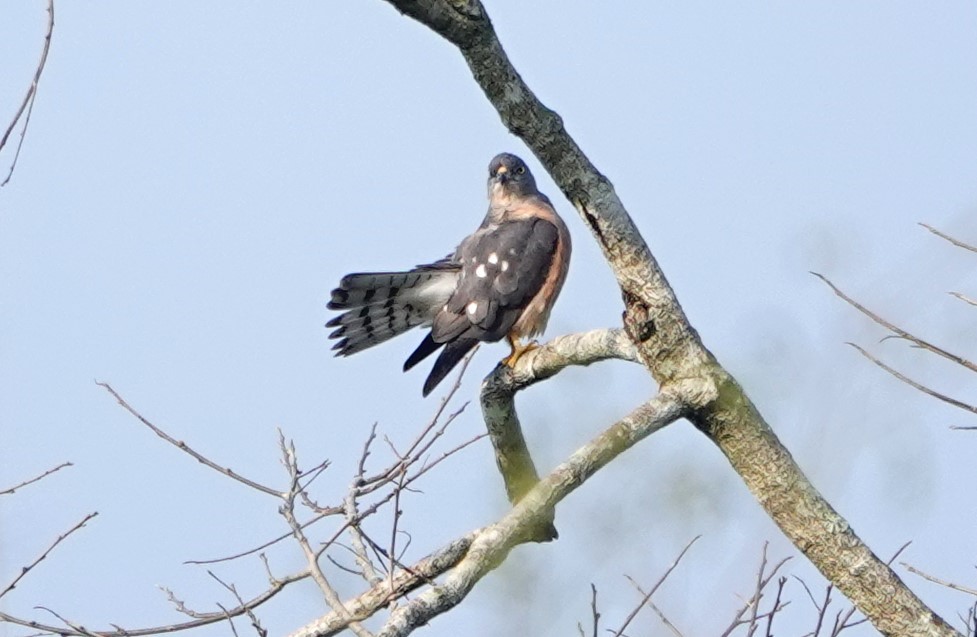 Chinese Sparrowhawk - ML618641519