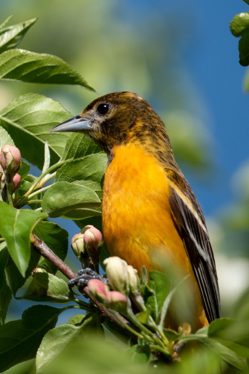 Baltimore Oriole - ML618641523