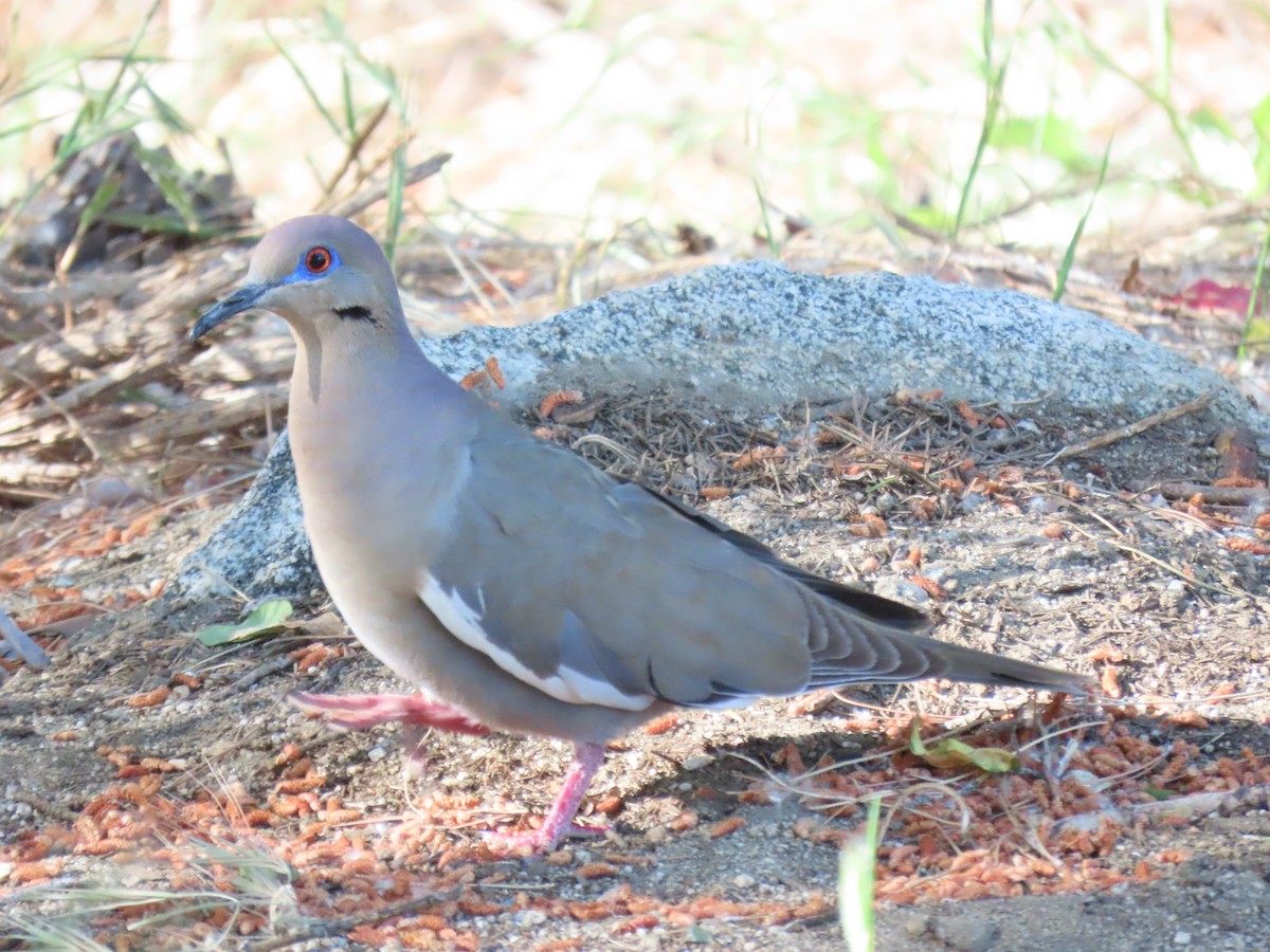 White-winged Dove - ML618641528