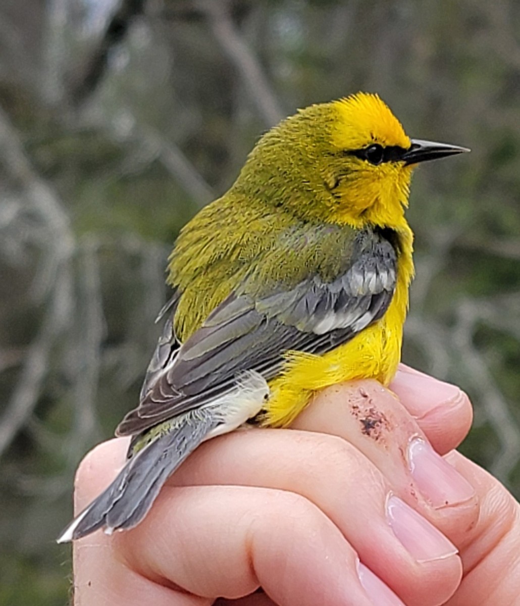 Blue-winged Warbler - ML618641575