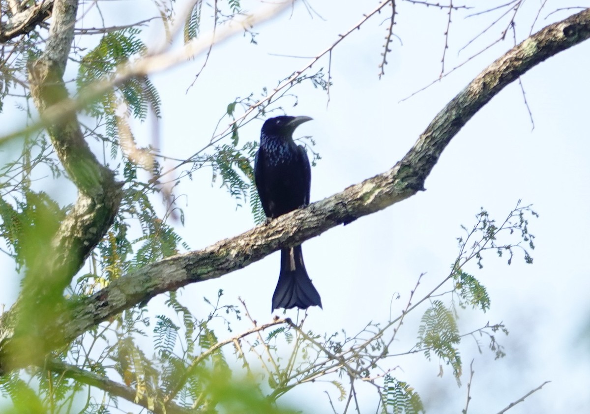 Hair-crested Drongo - ML618641577