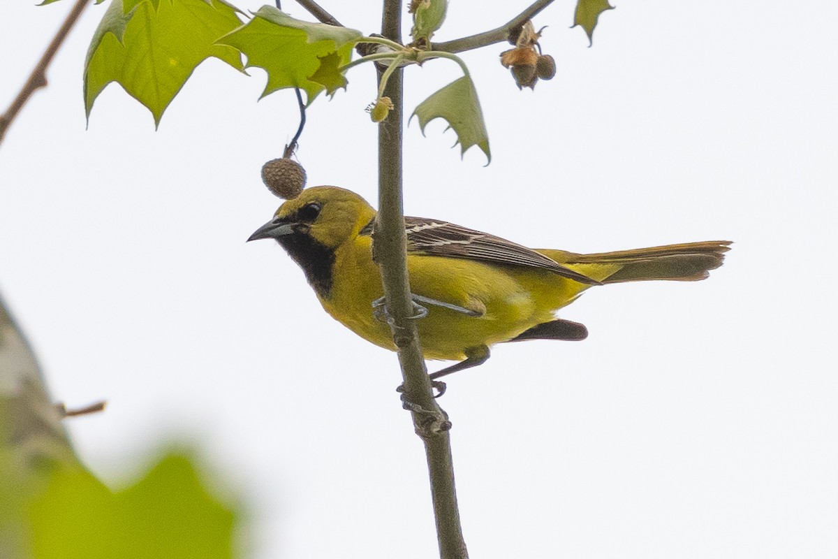 Orchard Oriole - ML618641613