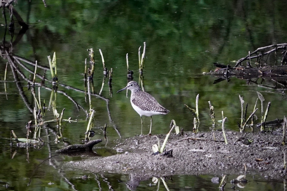 Solitary Sandpiper - ML618641622