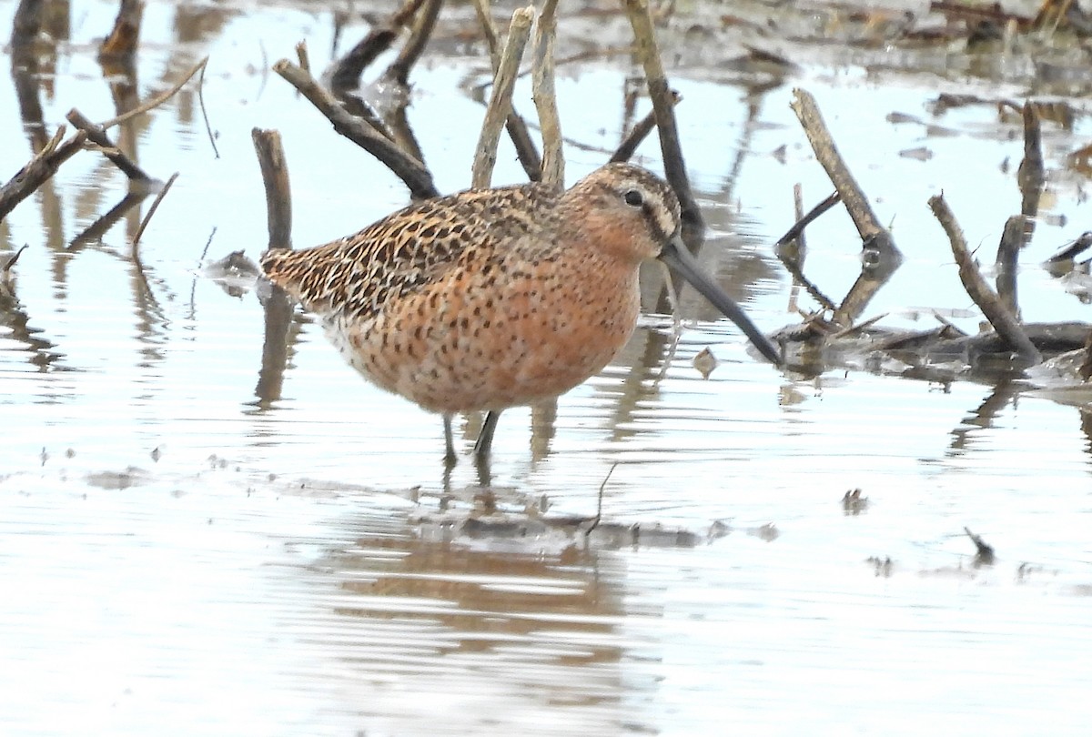 Short-billed Dowitcher - ML618641649