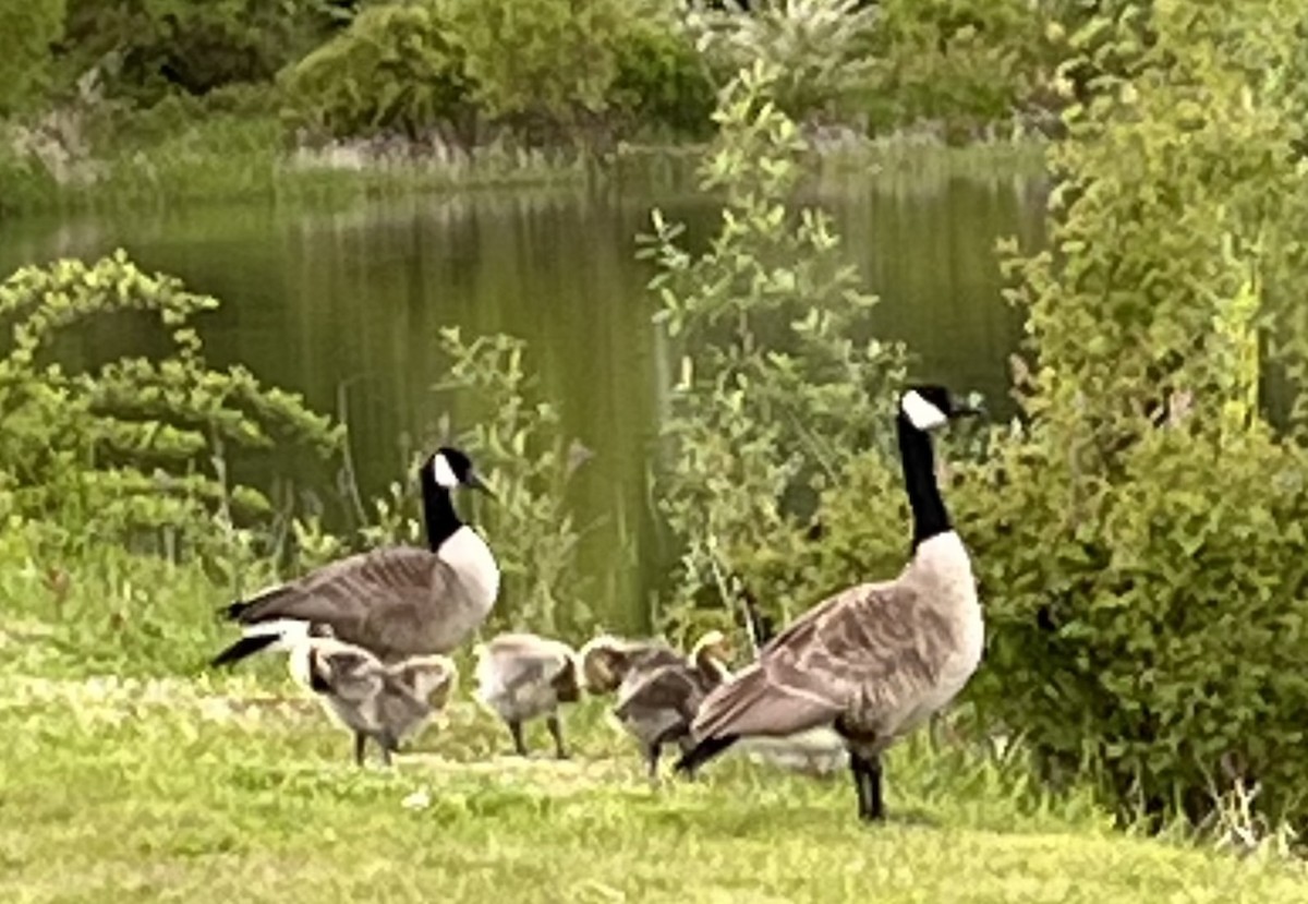 Canada Goose - ML618641655