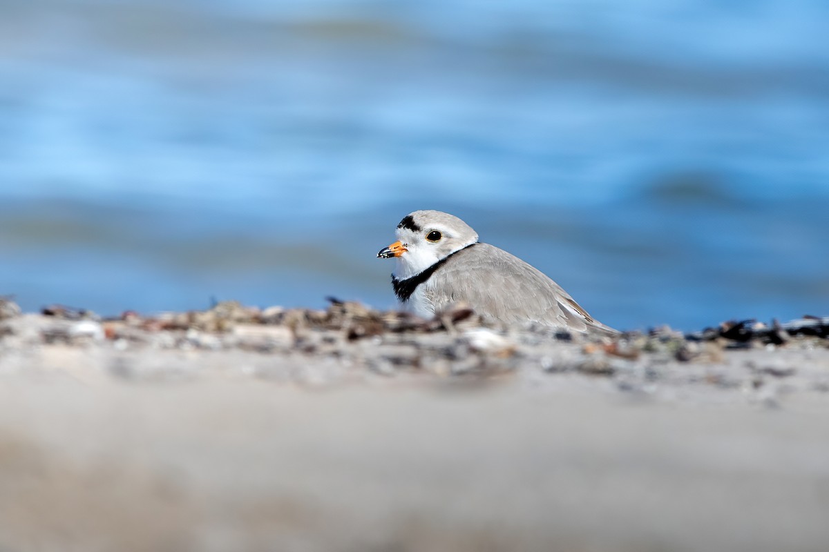 Piping Plover - Willem Span