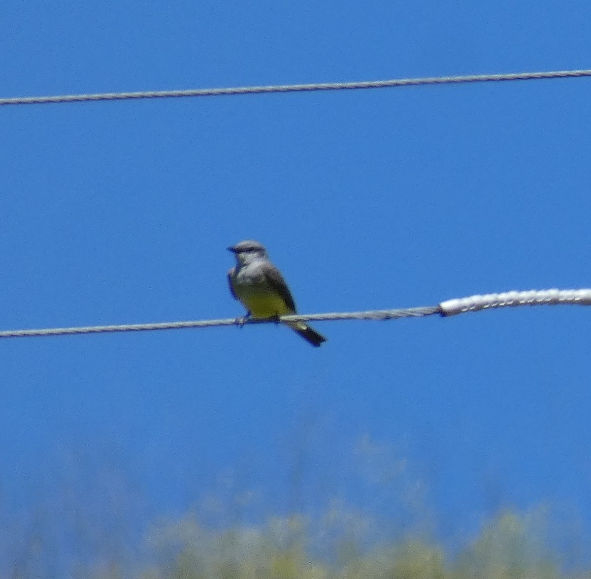 Western Kingbird - ML618641675