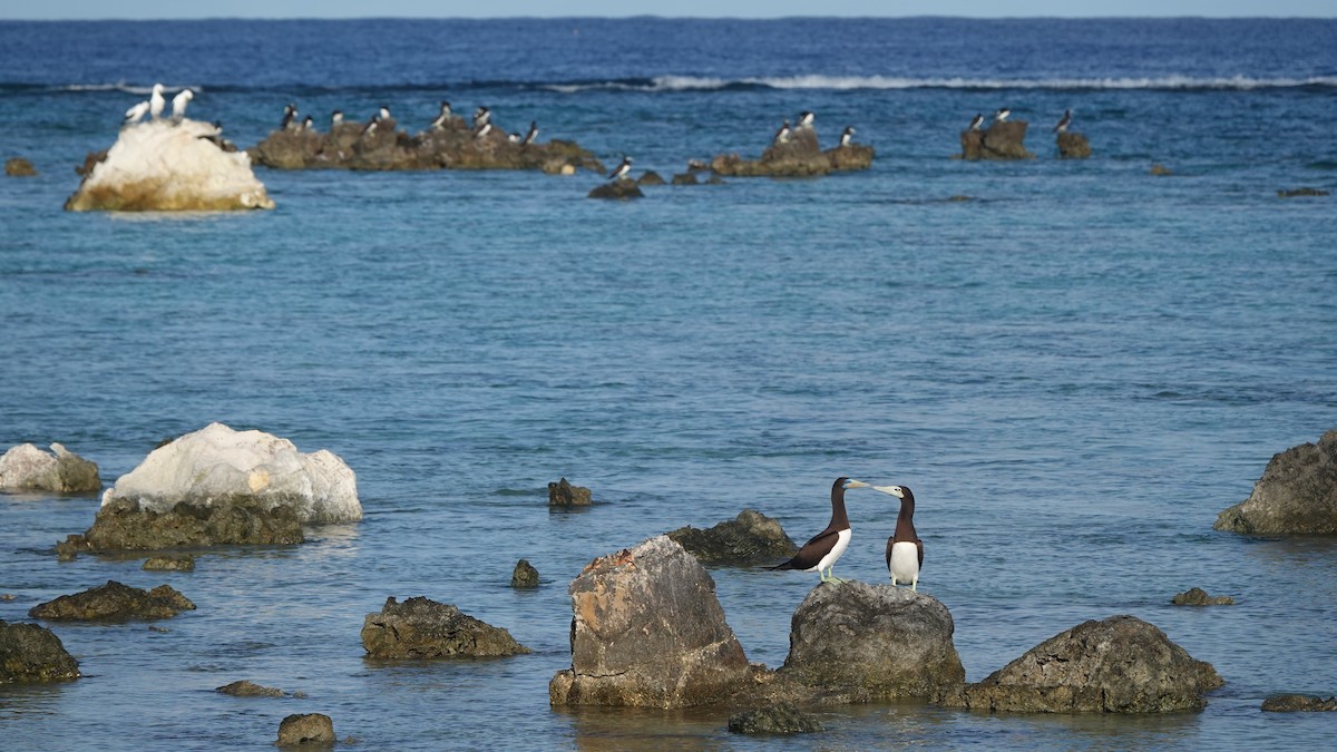 Brown Booby - ML618641711