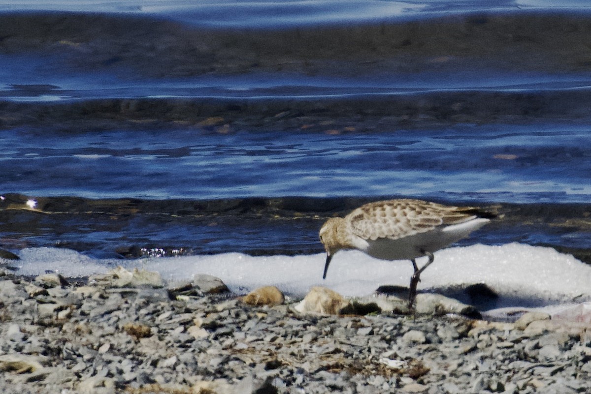 Baird's Sandpiper - ML618641740