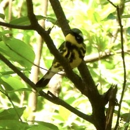 Magnolia Warbler - ML618641755