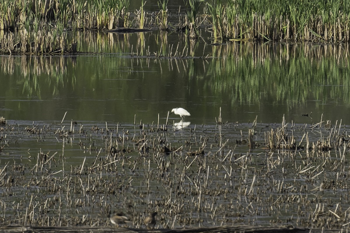 Snowy Egret - ML618641770