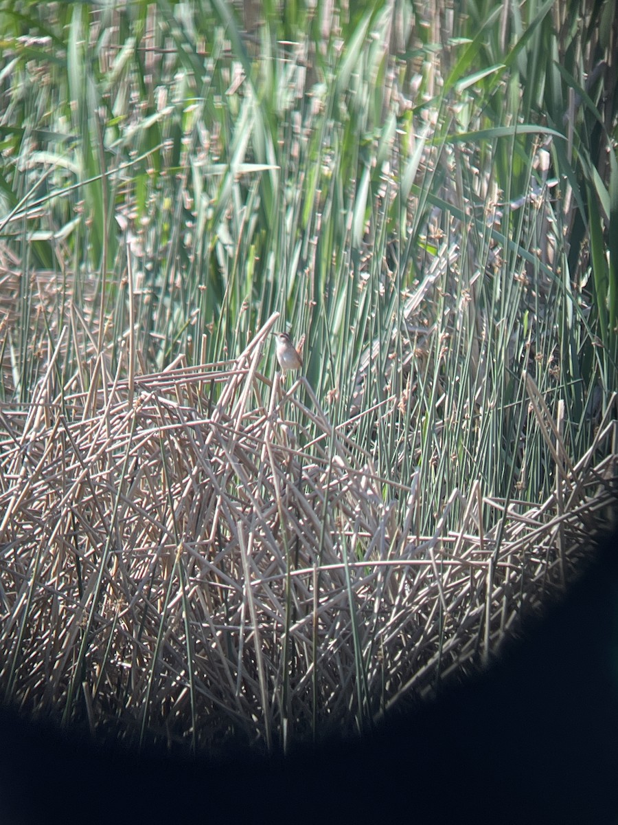 Marsh Wren - ML618641783