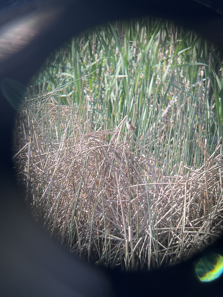 Marsh Wren - ML618641786