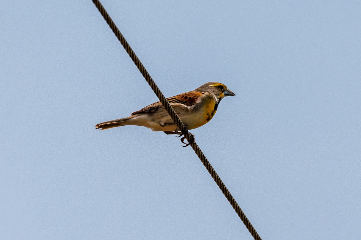 Dickcissel - ML618641791