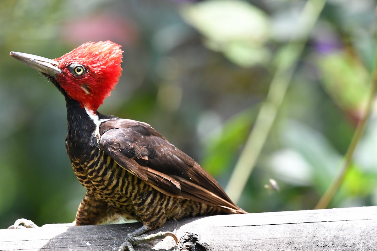 Guayaquil Woodpecker - José Luis Núñez Muñoz