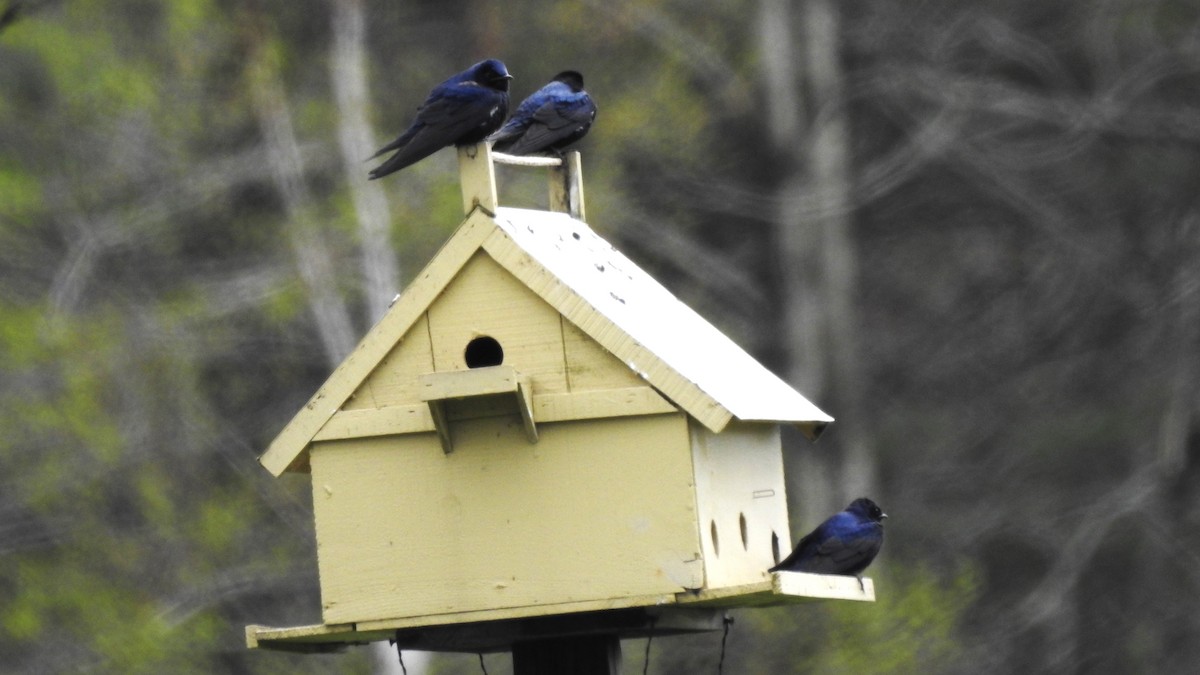 Purple Martin - ML618641795