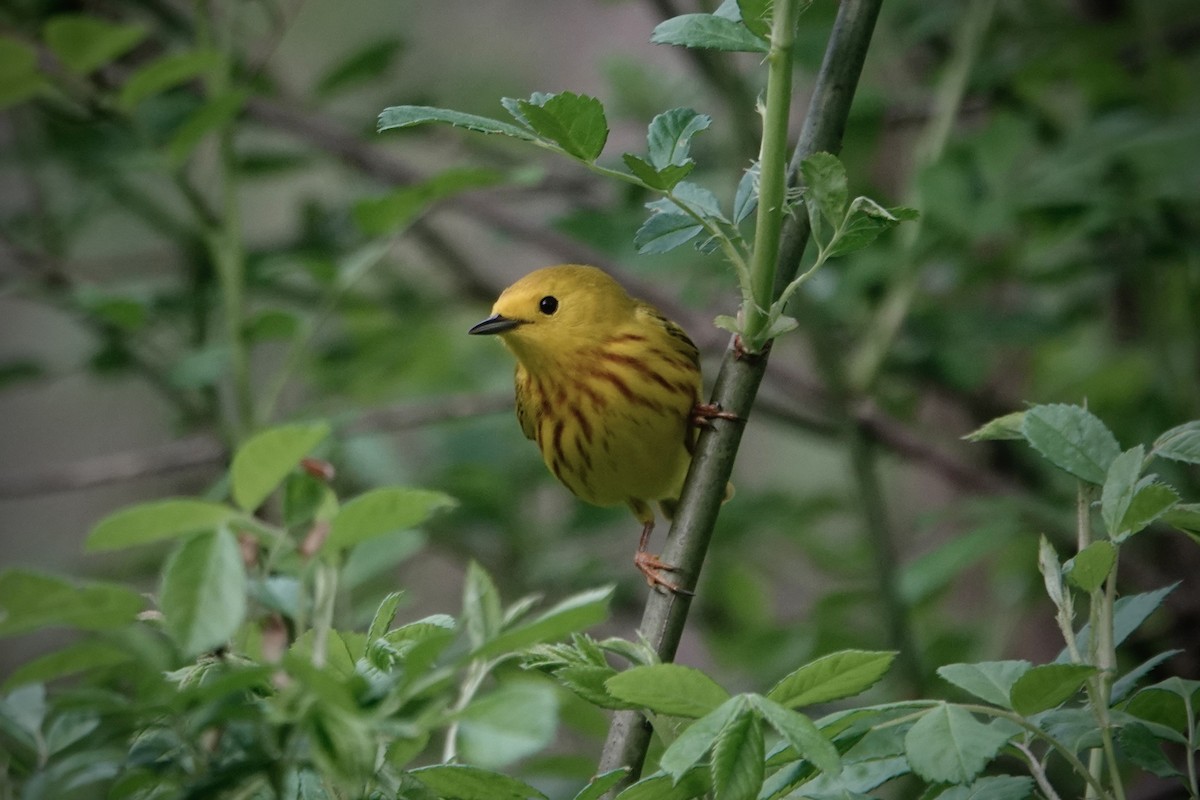 Yellow Warbler - ML618641796