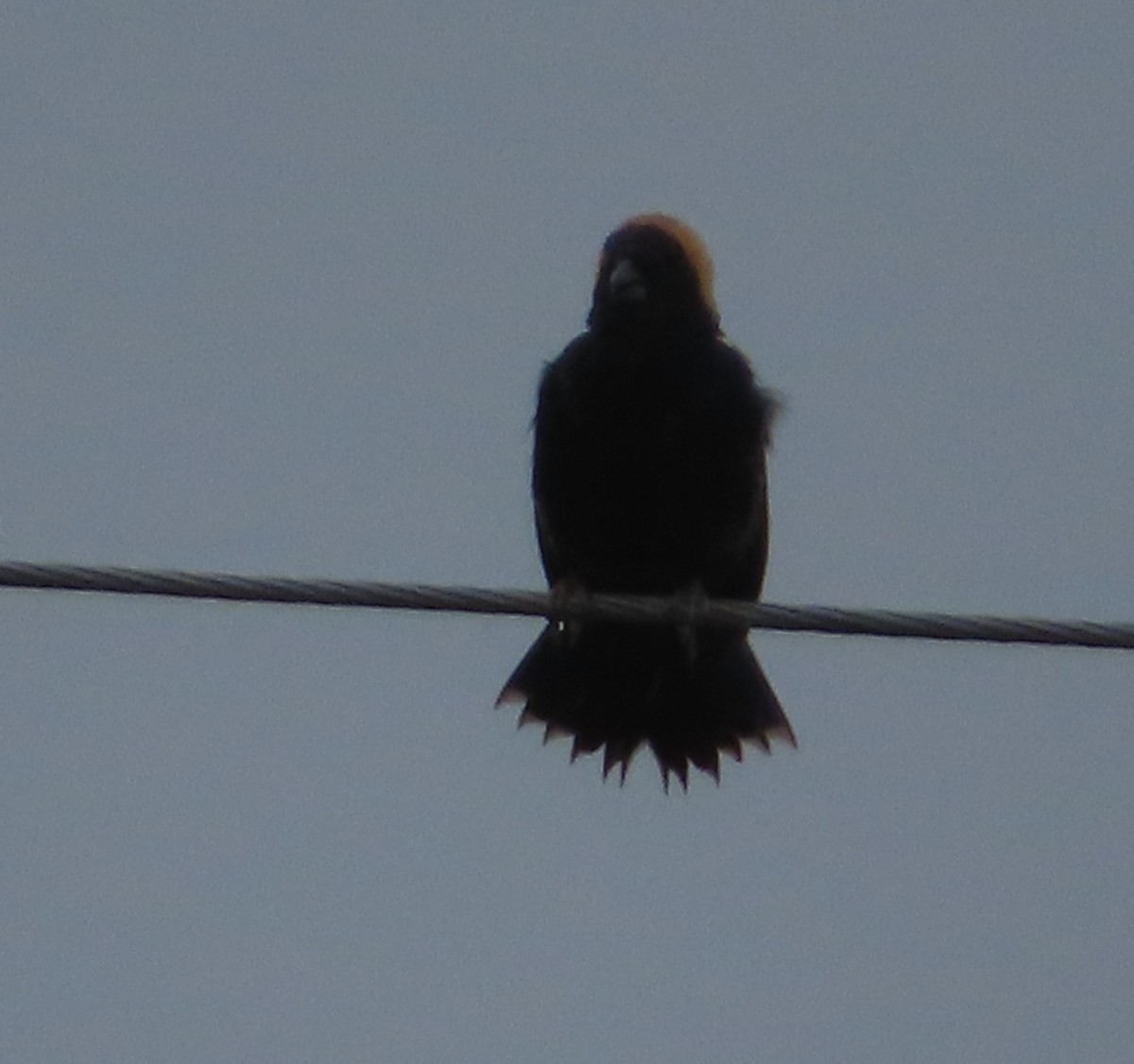 Bobolink - Patty Lane