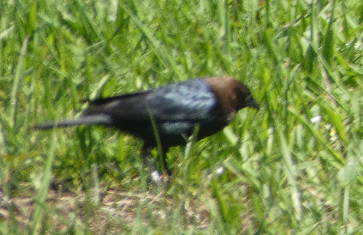 Brown-headed Cowbird - Paul Mackenzie