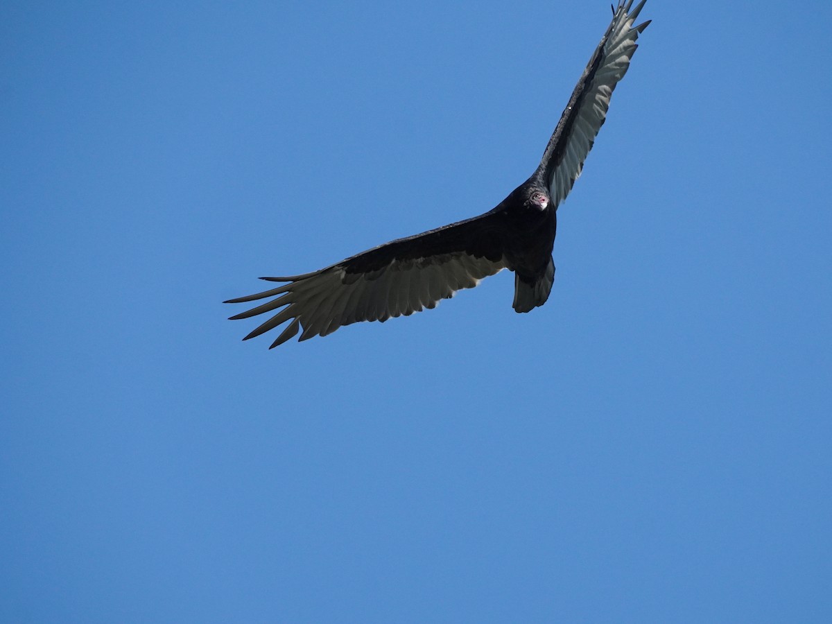 Turkey Vulture - ML618641837