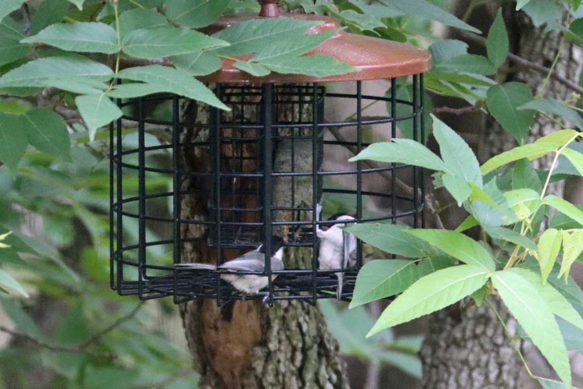 Carolina Chickadee - ML618641838