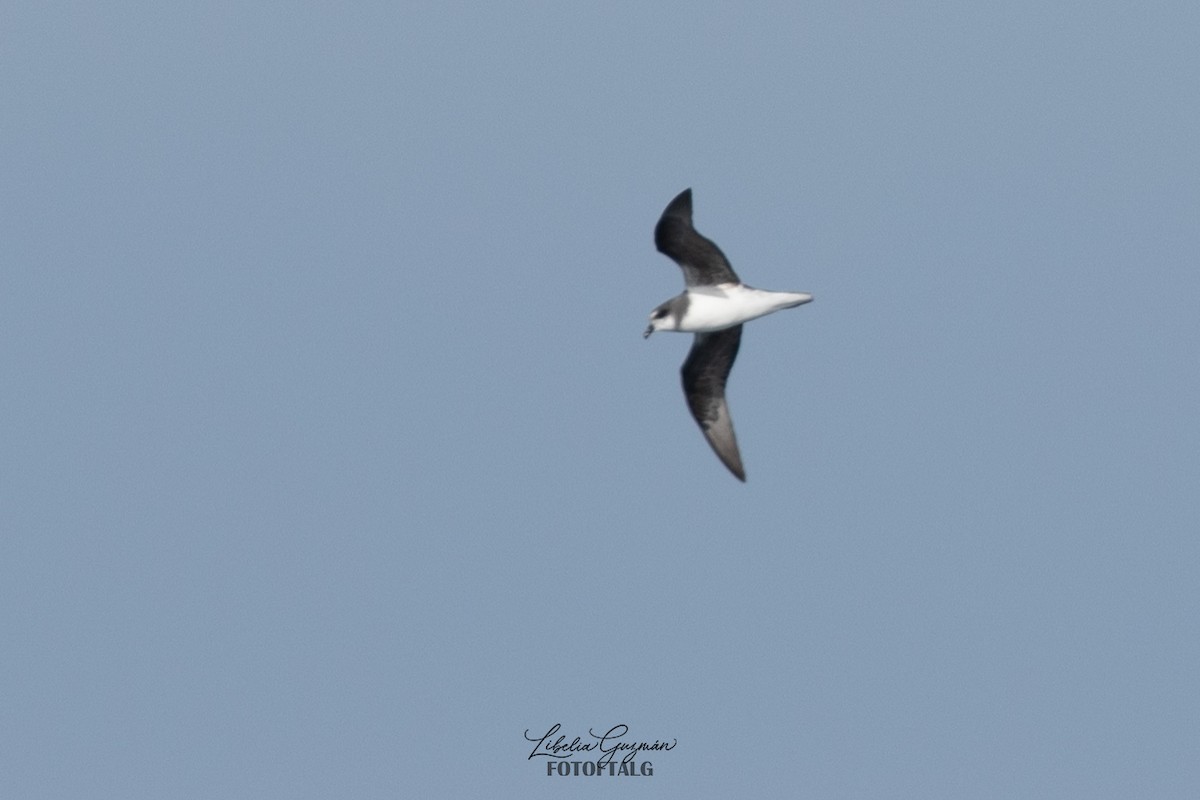 Soft-plumaged Petrel - ML618641878