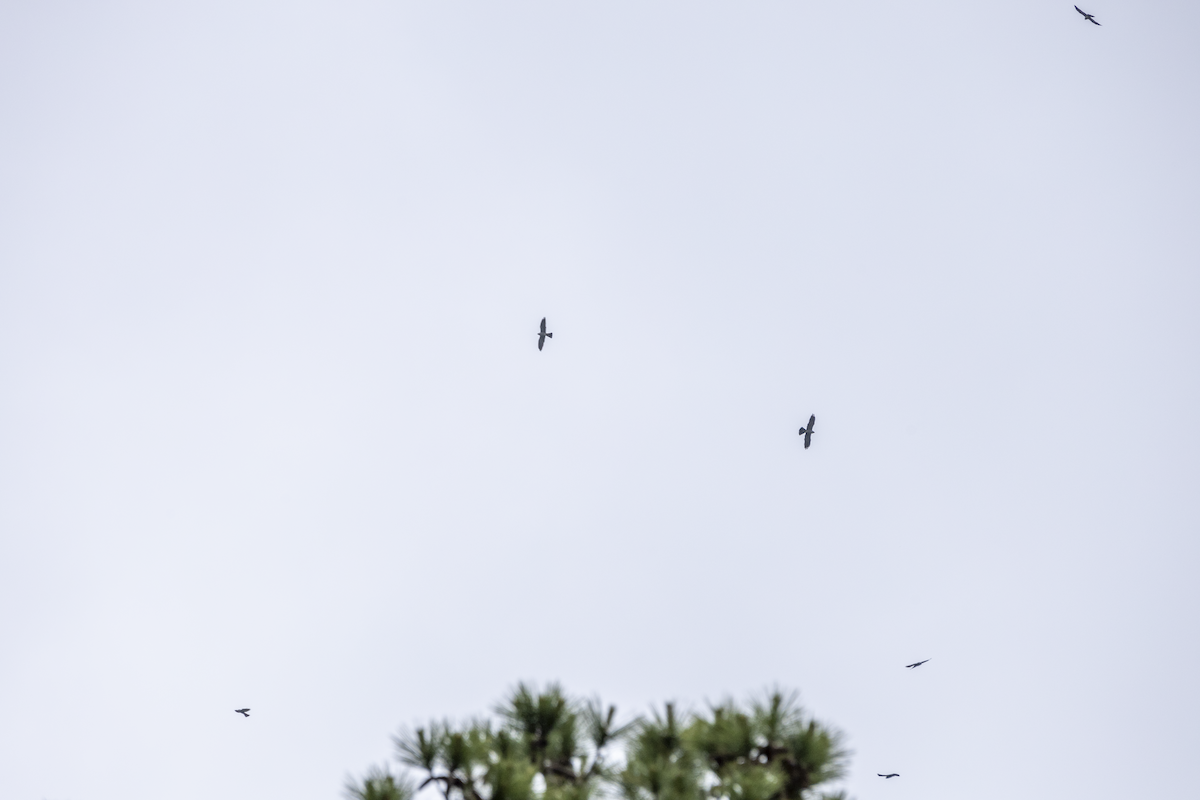 Mississippi Kite - Erinn Szarek