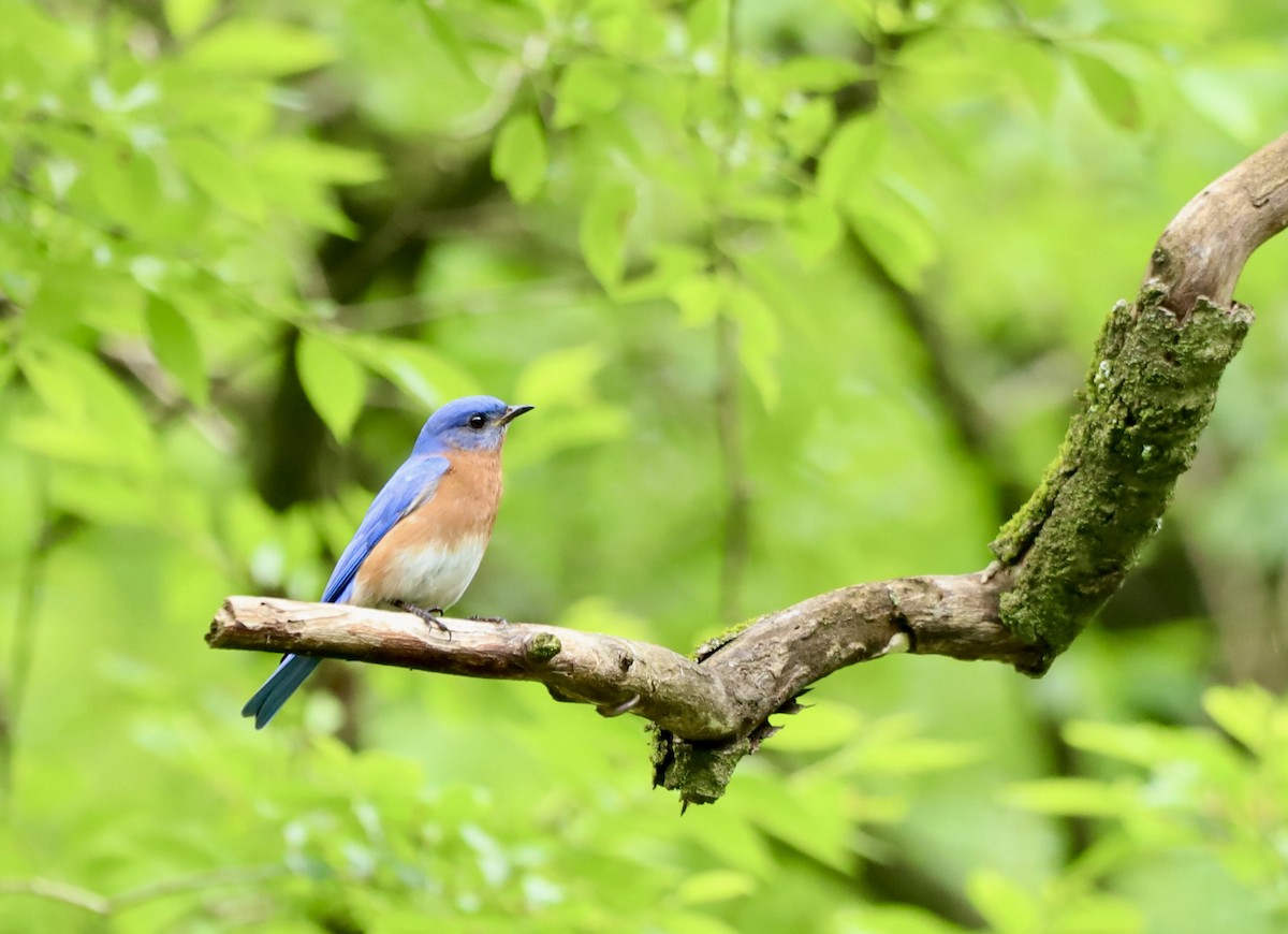 Eastern Bluebird - ML618641908