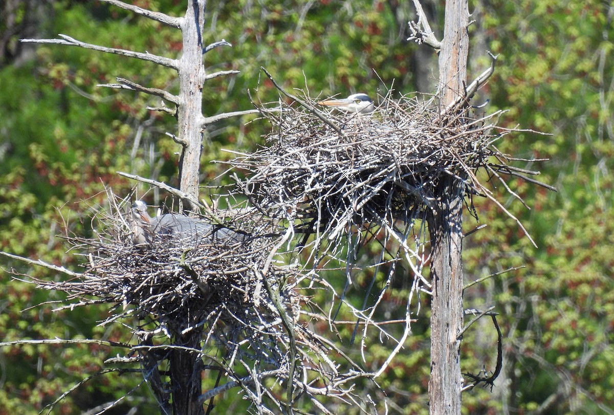 Great Blue Heron - ML618641929