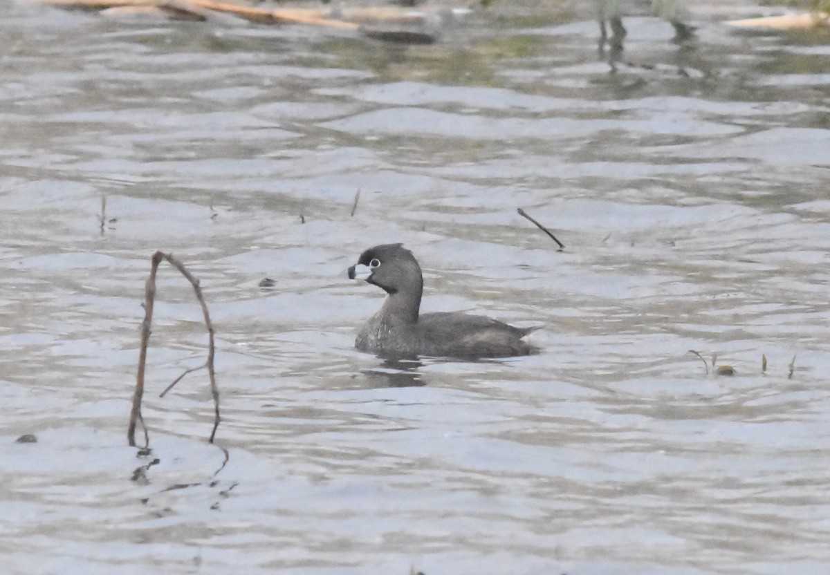 Pied-billed Grebe - ML618641984