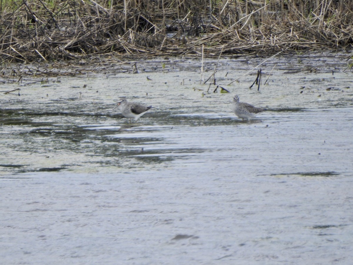 Lesser Yellowlegs - Anita Hooker