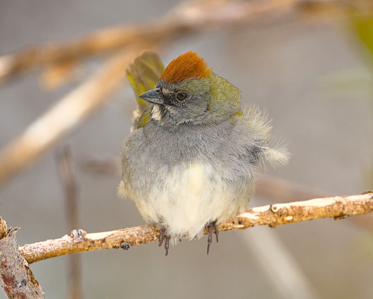 Green-tailed Towhee - Bartholomew Birdee