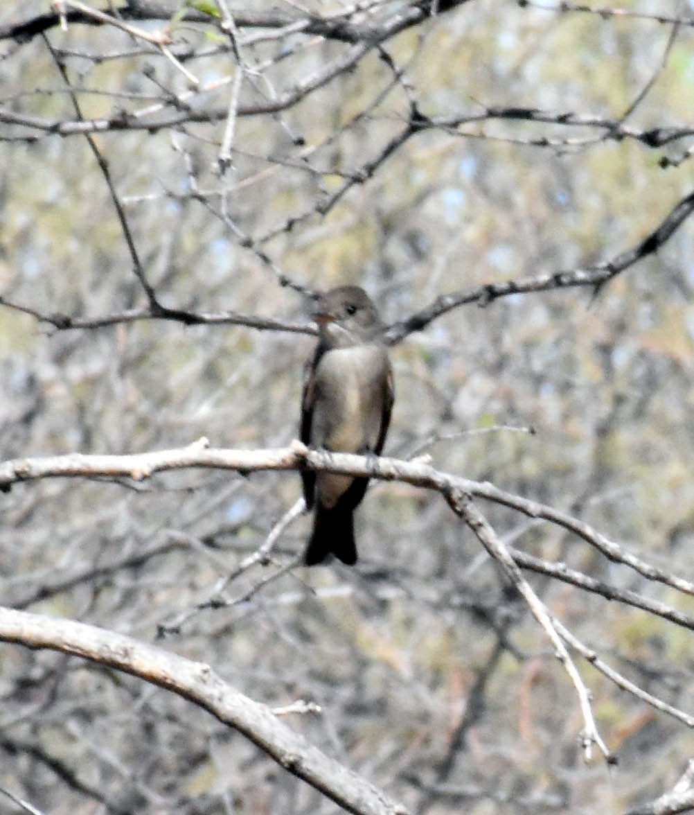 Western Wood-Pewee - jeanine apgar