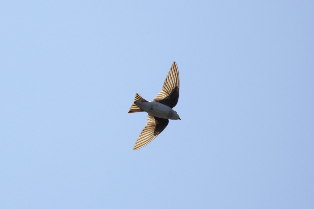 Northern Rough-winged Swallow - Nancy Posey