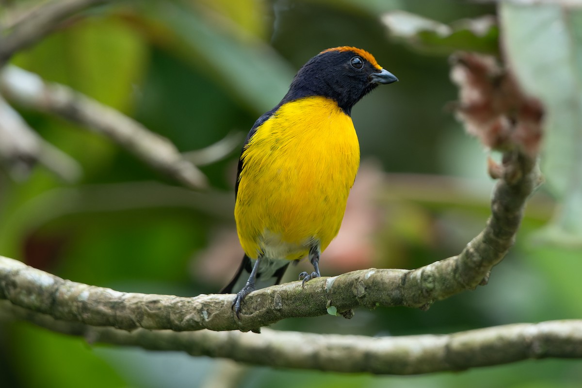 Tawny-capped Euphonia - ML618642038