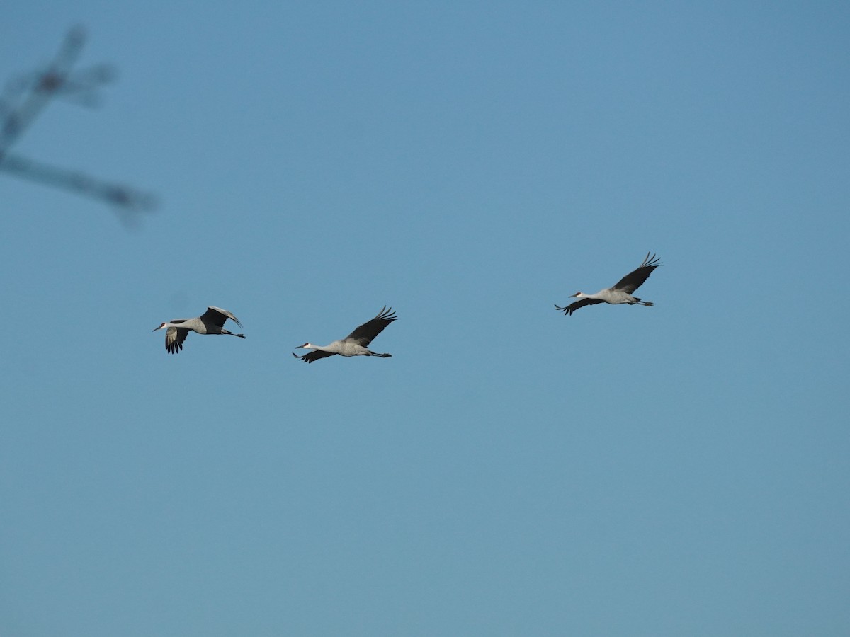 Sandhill Crane - Nick Leiby