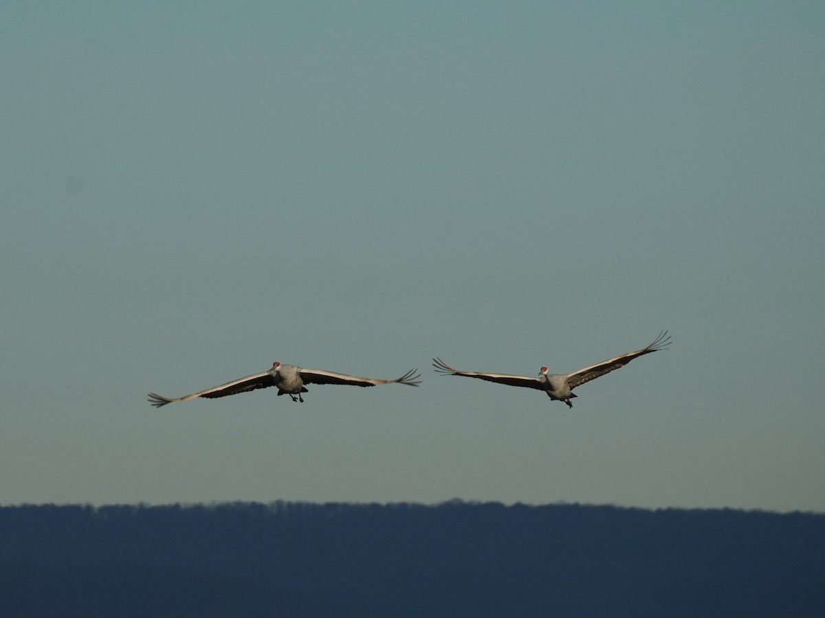 Sandhill Crane - Nick Leiby