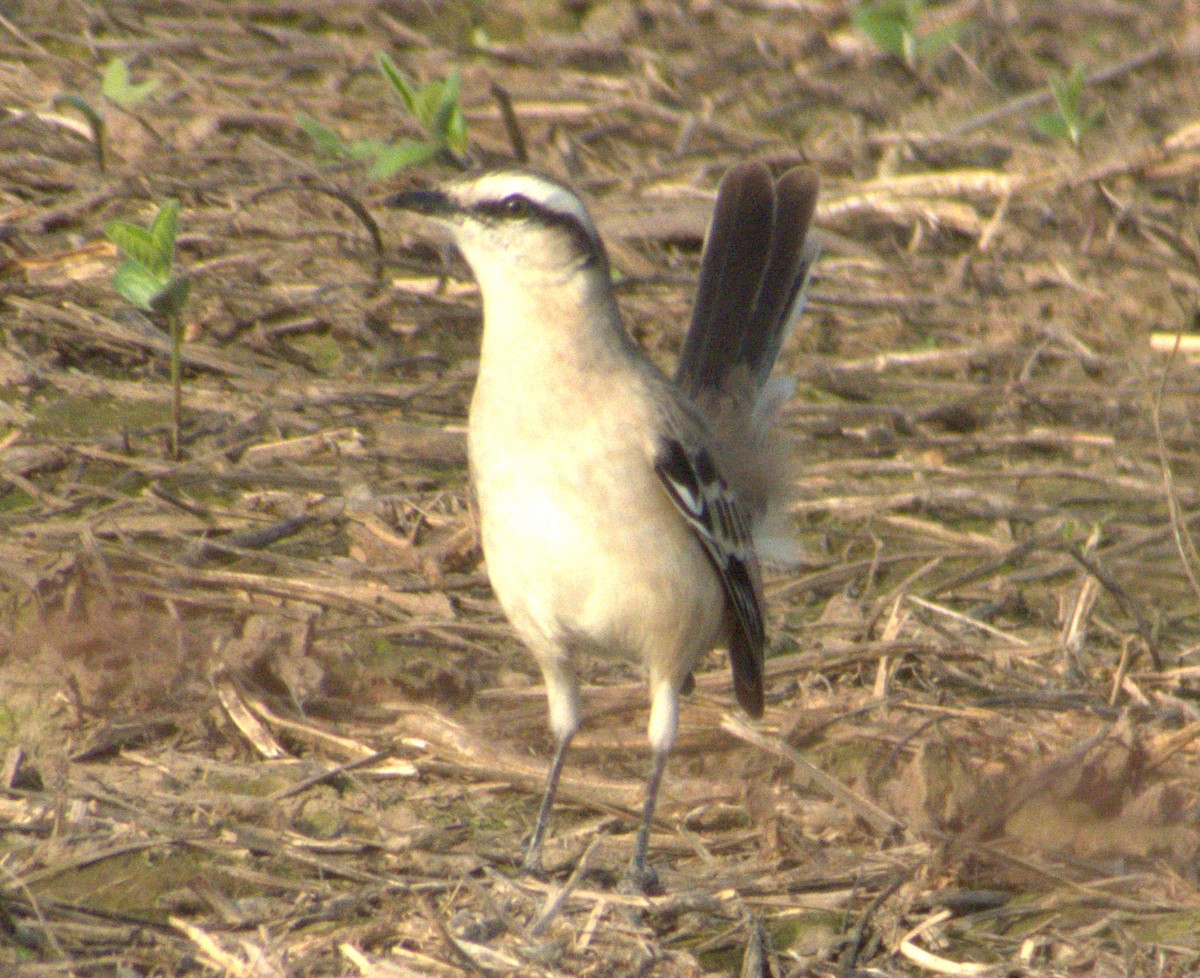 Chalk-browed Mockingbird - Edgardo Oscar Pic