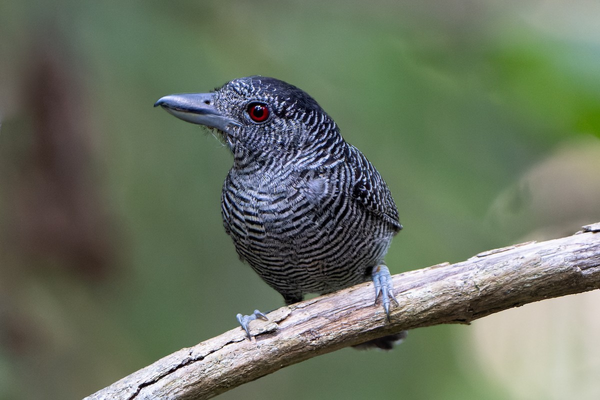 Fasciated Antshrike - Josh Tally