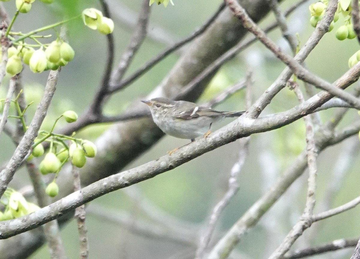 Phylloscopus sp. - ML618642148