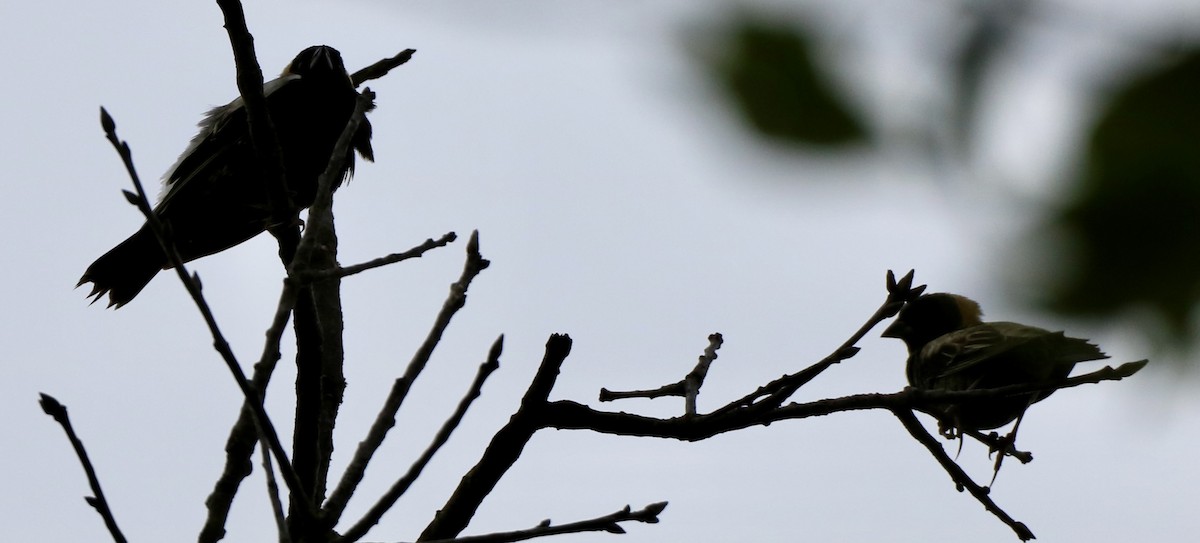 Bobolink - Carla Morris