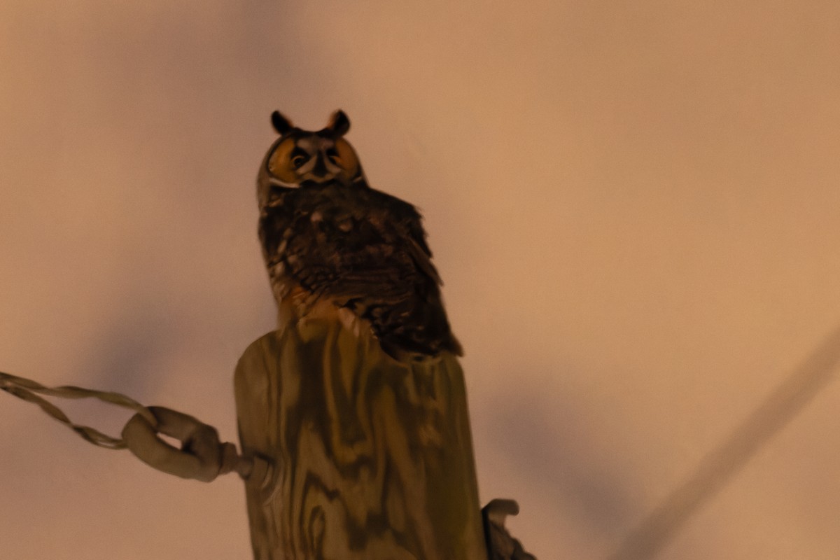 Long-eared Owl - Lory Cantin