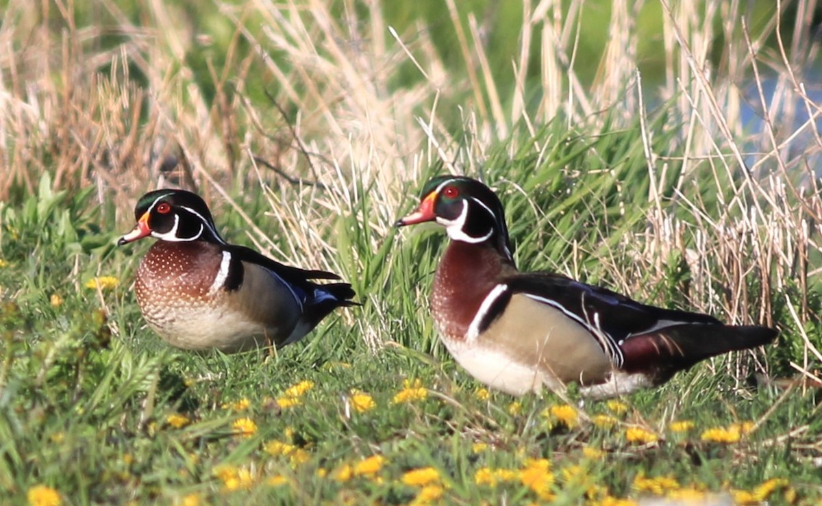 Wood Duck - Harold Forsyth