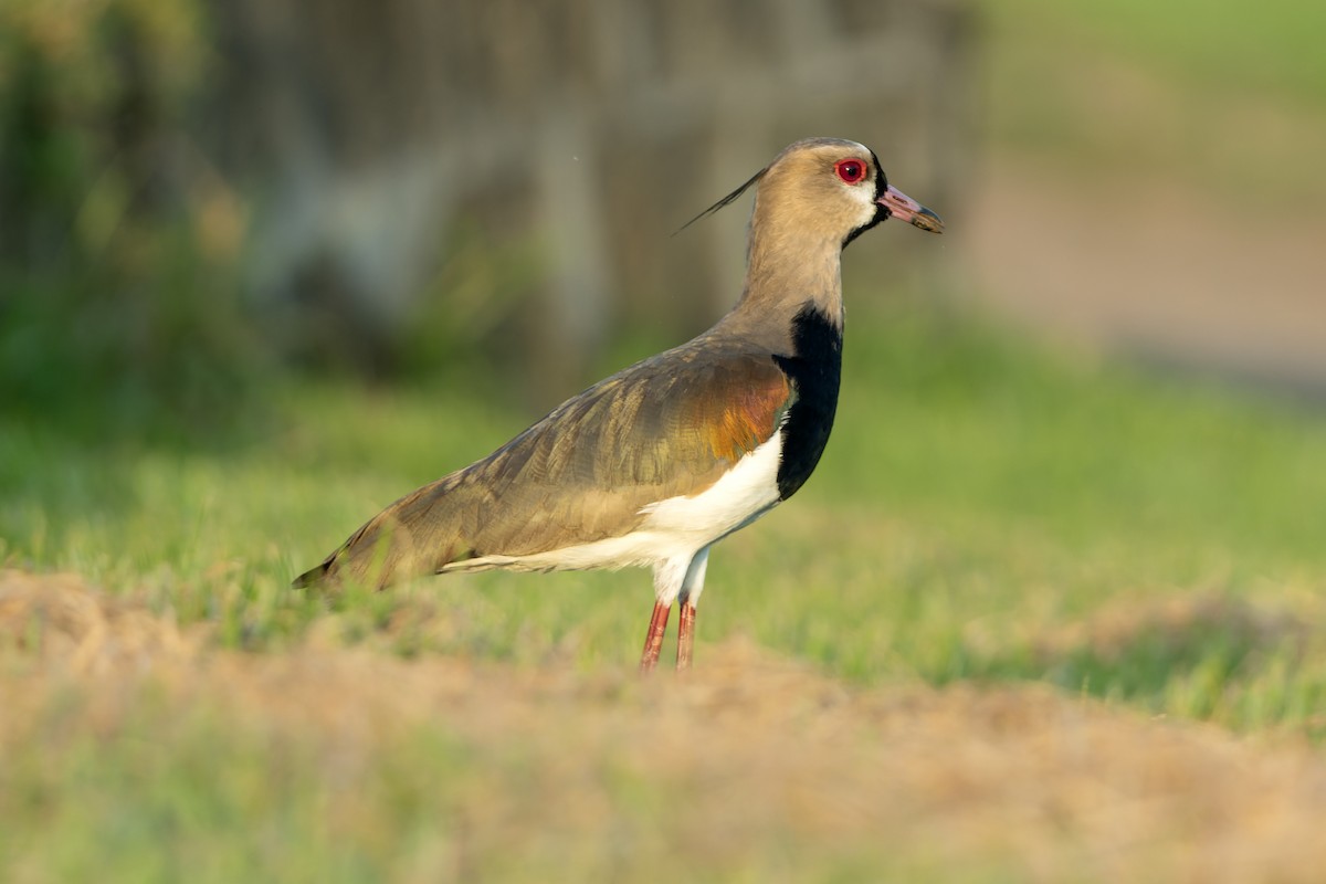 Southern Lapwing - ML618642210